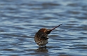 Black-tailed godwit - D